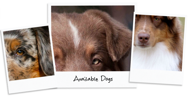 Title graphic saying "available dogs"